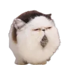 Стикер catass