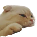 Стикер catass