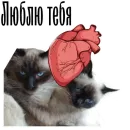 Стикер cat channel