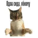 cat channel meow 2