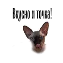 Стикер cat channel meow 2