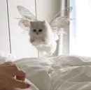 cat_ip