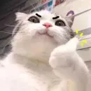 Стикер cat_ip
