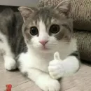 Стикер cat_ip