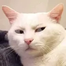 Стикер cat_ip