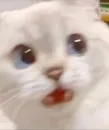 Стикер cat_ip