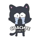 Кот IT-шника