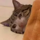 Стикер Pussys ➡️
