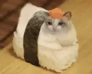 Стикер Pussys ➡️
