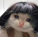 Стикер Pussys ➡️