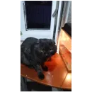 Котики
