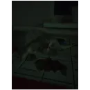 Стикер Котики