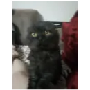 Стикер Котики