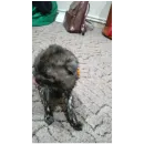 Стикер Котики