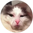 кэт контент