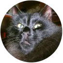 Стикер кэт контент