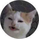 Стикер кэт контент