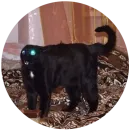 Стикер кэт контент