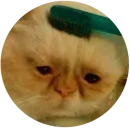 Стикер кэт контент