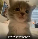 котики