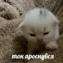 Стикер котики