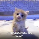 Стикер котики