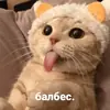 Стикер котики и мы