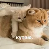 Стикер котики и мы