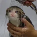 Стикер cats mood