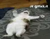Стикер Коты на каждый день ?