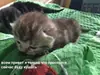 Стикер Коты на каждый день ?