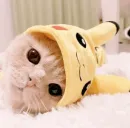 Стикер cats