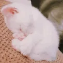 Стикер cats