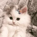 Стикер cats