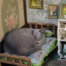 Стикер cats