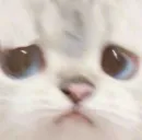 котики