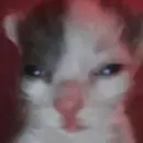 кис кис я котик ты котик