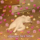 Котики