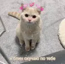 Стикер Котики