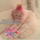 Стикер Котики