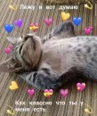 Стикер Котики