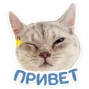 Котятки