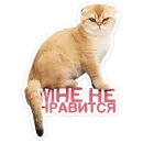 Стикер Котятки
