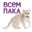 Стикер Котятки