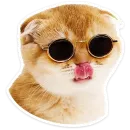 Стикер Котятки