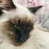 Стикер Черномырдин