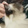 Стикер Черномырдин