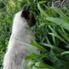 Стикер Черномырдин
