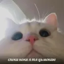 Стикер котики