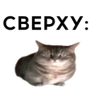 кокоа